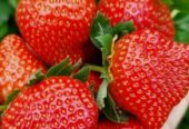 Buah strawberry fresh baru petik