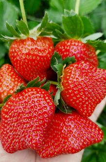 Buah strawberry fresh baru petik