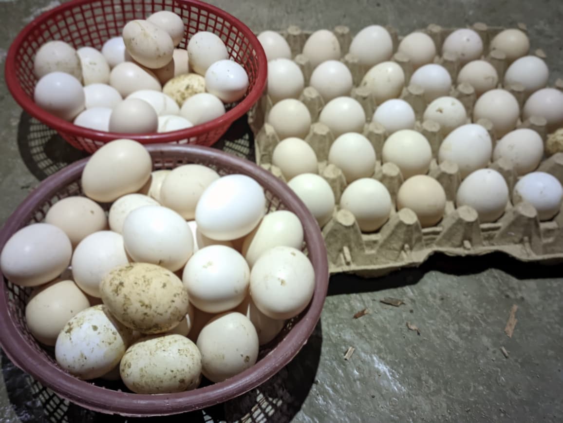 Telur fertil dan non fertil Ayam kampung Elba
