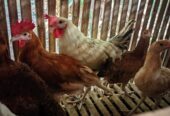 DOC DAN INDUK AYAM KAMPUNG ELBA