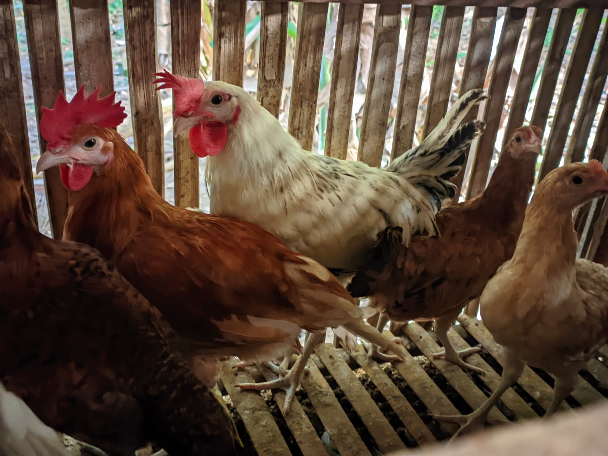 DOC DAN INDUK AYAM KAMPUNG ELBA