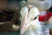 DOC DAN INDUK AYAM KAMPUNG ELBA