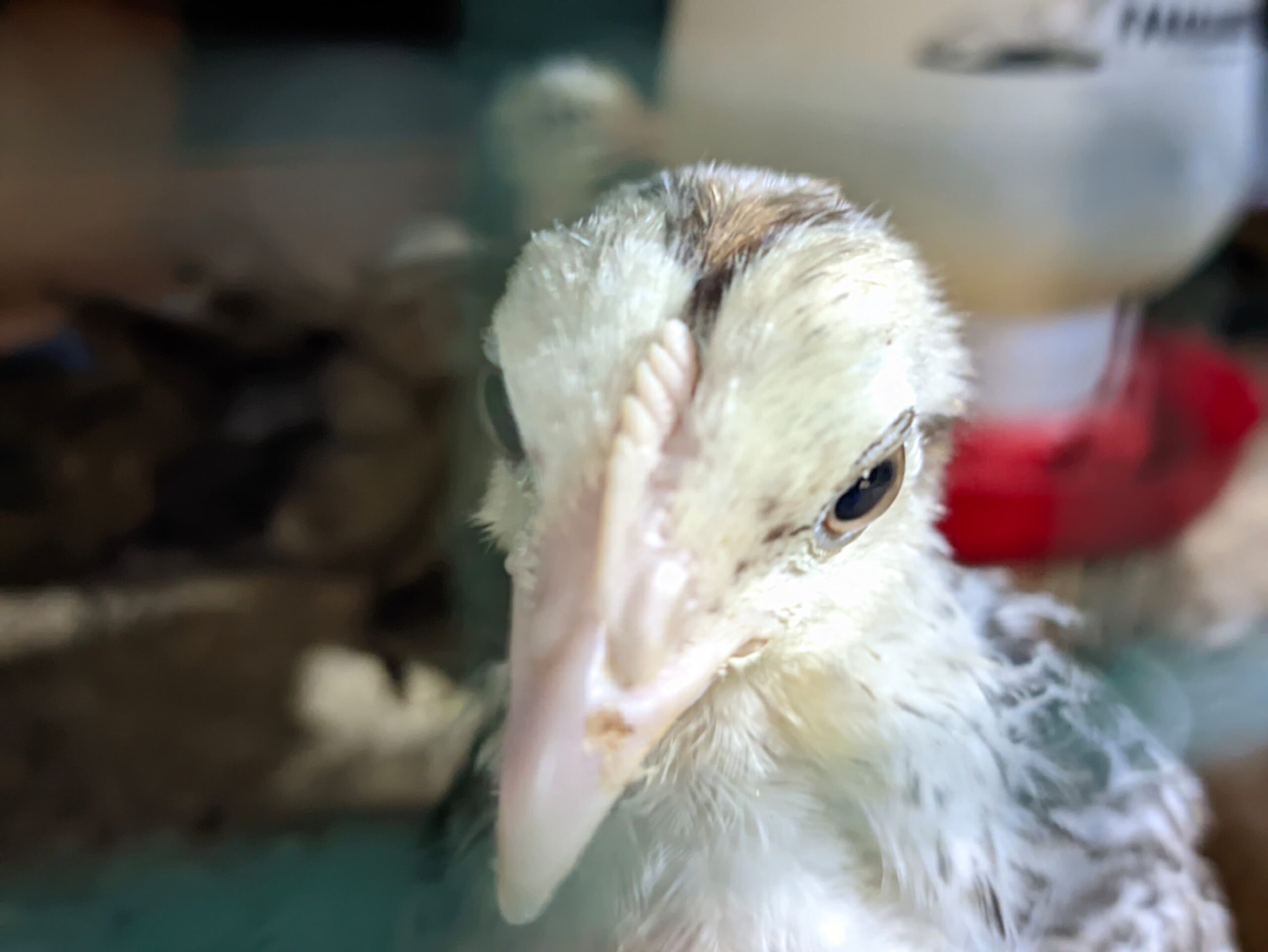 DOC DAN INDUK AYAM KAMPUNG ELBA