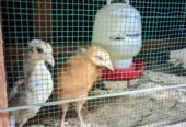 DOC DAN INDUK AYAM KAMPUNG ELBA