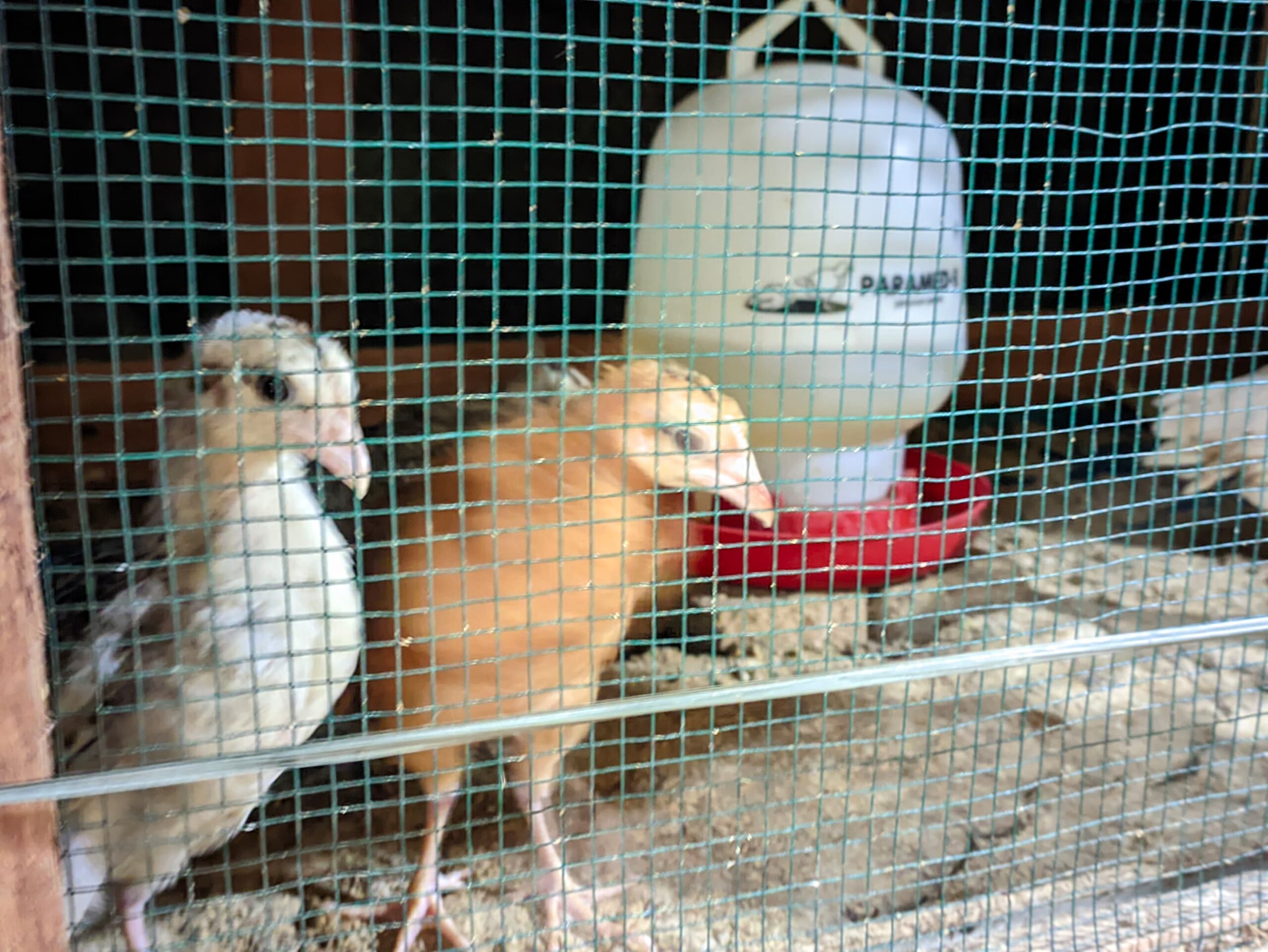 DOC DAN INDUK AYAM KAMPUNG ELBA