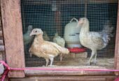 DOC DAN INDUK AYAM KAMPUNG ELBA