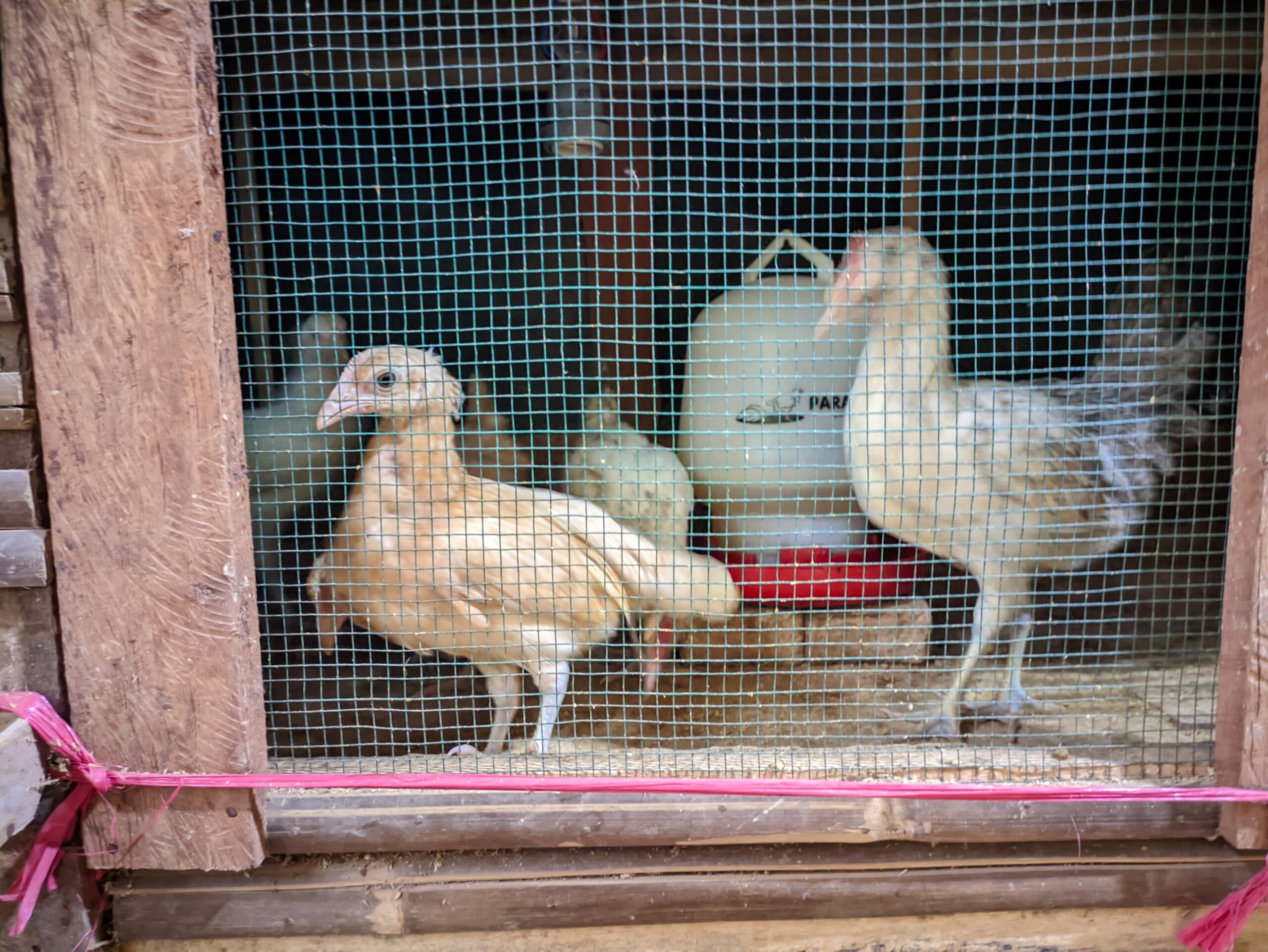 DOC DAN INDUK AYAM KAMPUNG ELBA