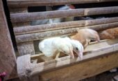 DOC DAN INDUK AYAM KAMPUNG ELBA