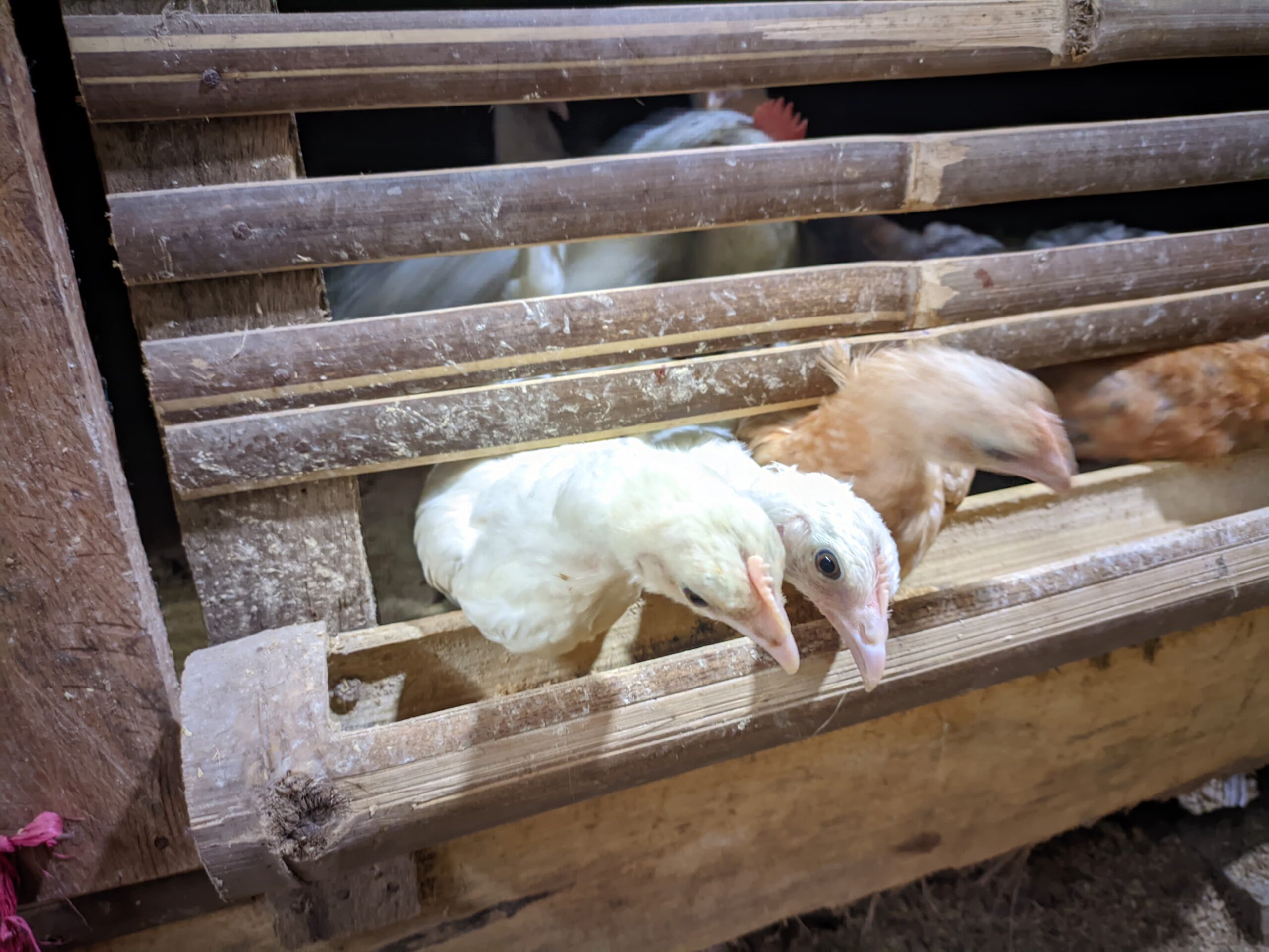 DOC DAN INDUK AYAM KAMPUNG ELBA
