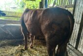 SAPI DOMBA KURBAN FREE PERAWATAN