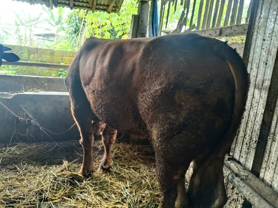 SAPI DOMBA KURBAN FREE PERAWATAN
