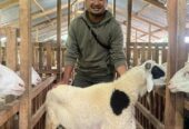 SAPI DOMBA KURBAN FREE PERAWATAN