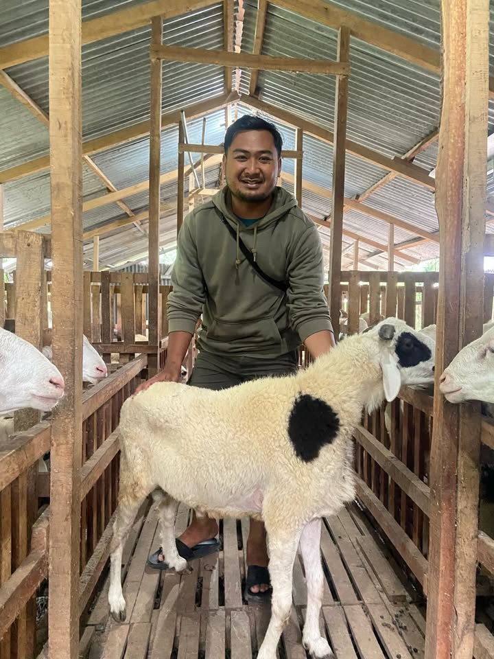 SAPI DOMBA KURBAN FREE PERAWATAN