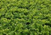 Sayur Selada Hidroponik Fresh Dari Kebun Siap Antar