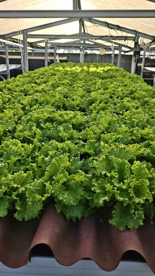 Sayur Selada Hidroponik Fresh Dari Kebun Siap Antar