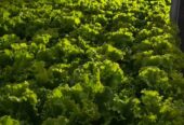 Sayur Selada Hidroponik Fresh Dari Kebun Siap Antar