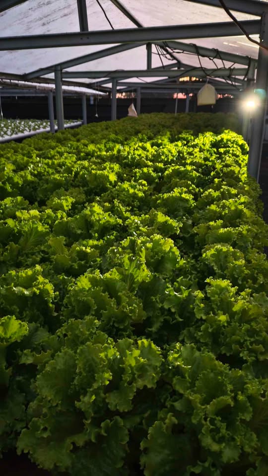 Sayur Selada Hidroponik Fresh Dari Kebun Siap Antar
