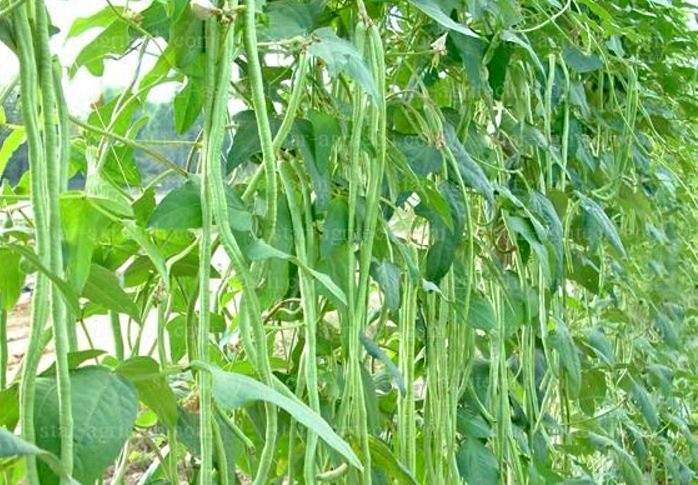 Biji Sayuran Sayur Kacang Panjang Unggul