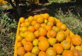 Grosir Buah Jeruk & Apel fresh