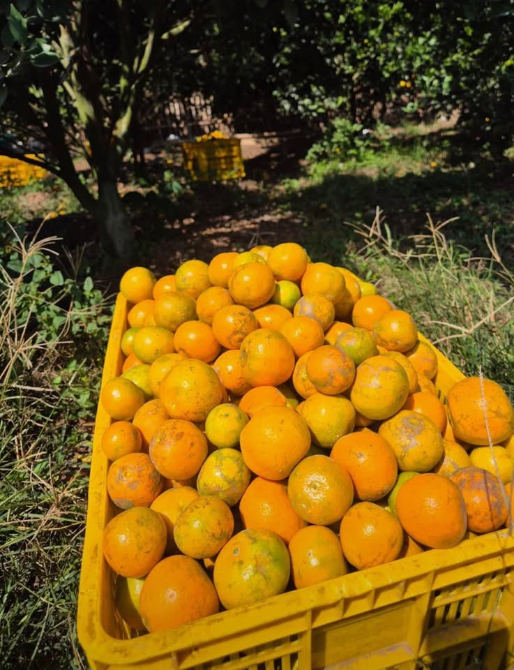 Grosir Buah Jeruk & Apel fresh