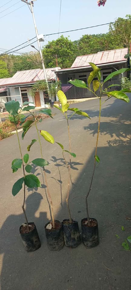 Bibit cempedak king merah