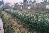 DIJUAL Tanah di Bandungan untuk bunga