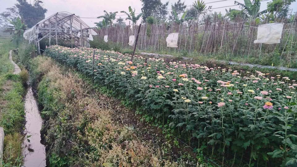 DIJUAL Tanah di Bandungan untuk bunga