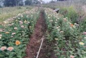 DIJUAL Tanah di Bandungan untuk bunga