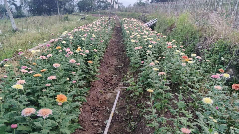 DIJUAL Tanah di Bandungan untuk bunga