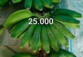 Pisang kepok mentah manis