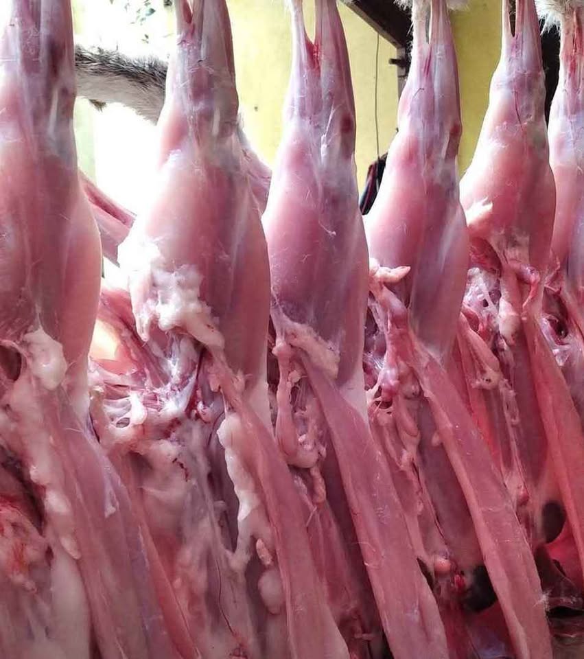 Daging Kelinci Fresh Gurih dan tidak amis