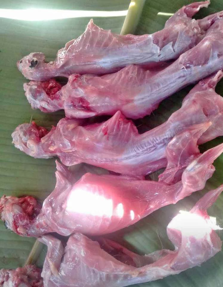 Daging Kelinci Fresh Gurih dan tidak amis