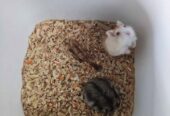 Anakan hamster syrian murah