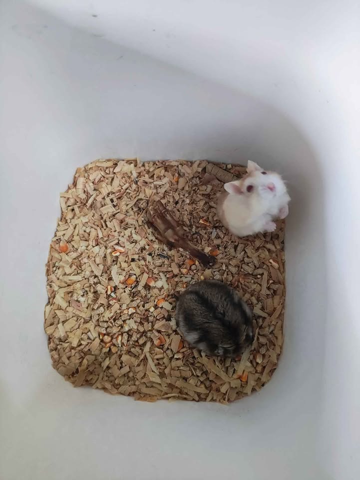 Anakan hamster syrian murah