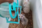 Anakan hamster syrian murah