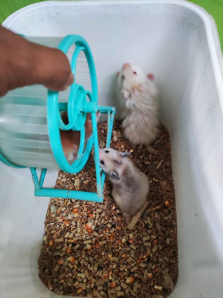 Anakan hamster syrian murah