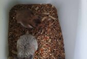 Anakan hamster syrian murah