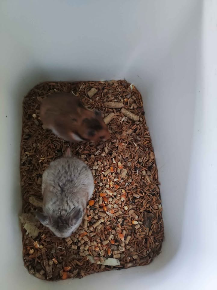 Anakan hamster syrian murah
