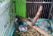 Anakan hamster syrian murah