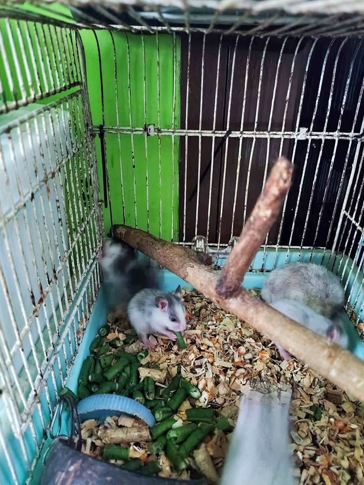 Anakan hamster syrian murah