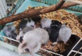 Anakan hamster syrian murah