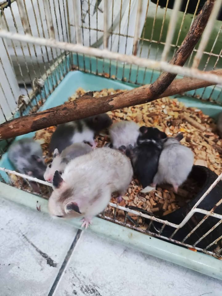 Anakan hamster syrian murah