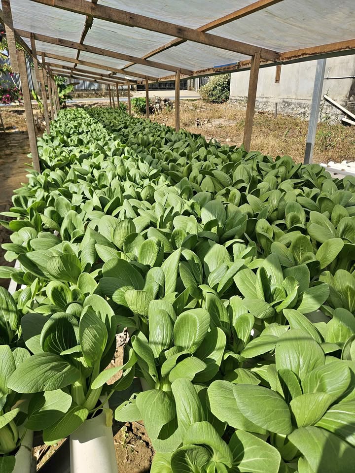 Pakcoy fresh baru saja di panen