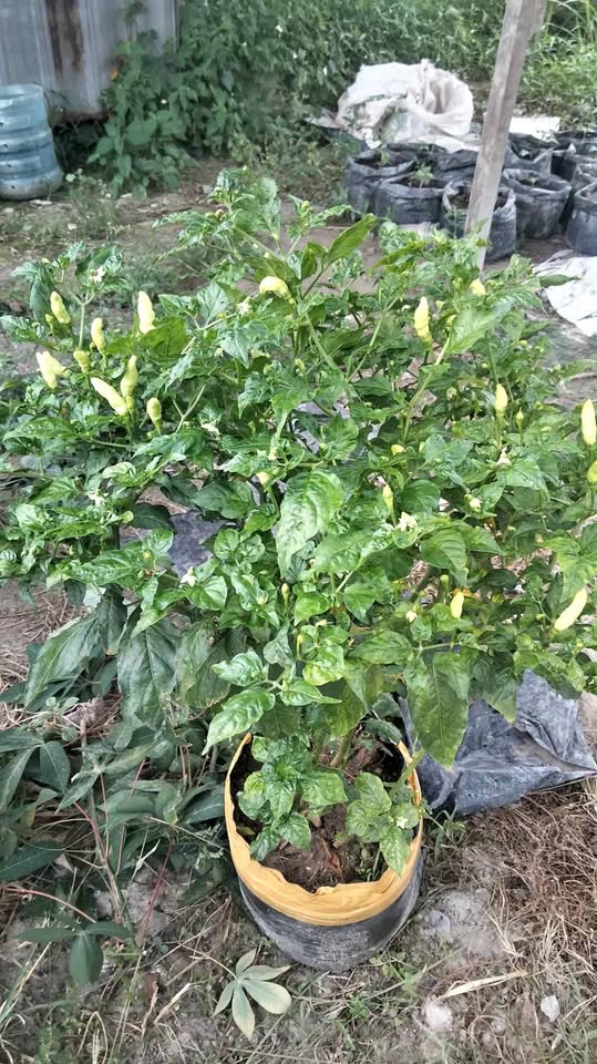 Pohon lombok polybag berbuah
