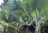 Palem hias bismarkia silver jumbo