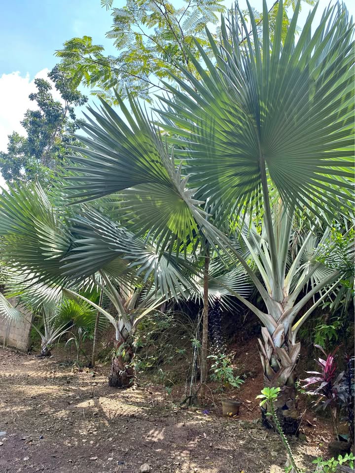 Palem hias bismarkia silver jumbo