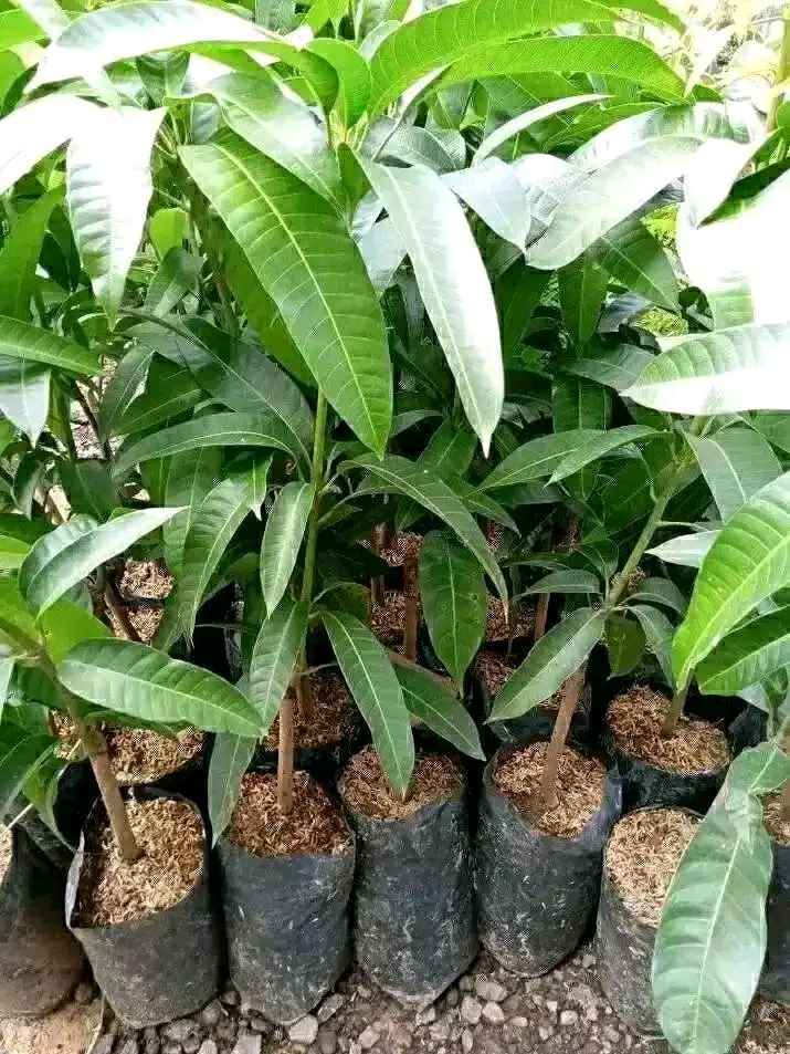 Bibit Mangga Hasil Okulasi 👉 Ecer Dan Grosir