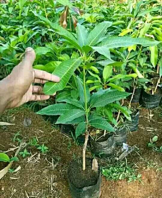 Bibit Mangga Hasil Okulasi 👉 Ecer Dan Grosir