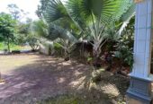 Palem hias bismarkia silver jumbo