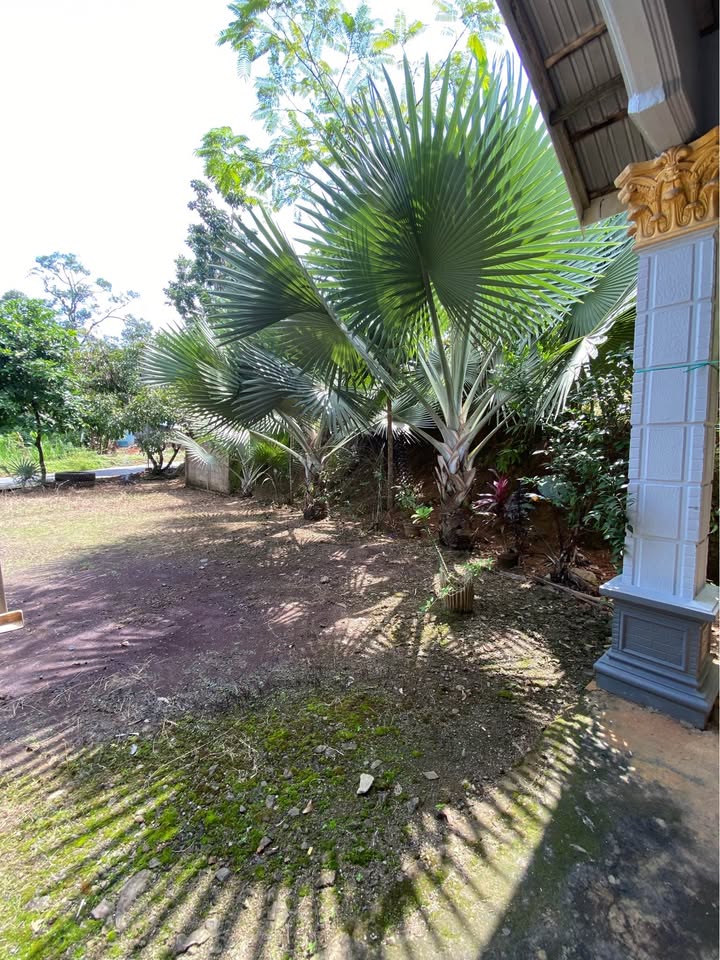Palem hias bismarkia silver jumbo